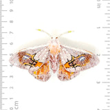 Drepanid Moth Brooch by Trovelore